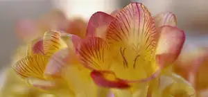 Bunga Fresia: Keindahan dan Aroma yang Memikat